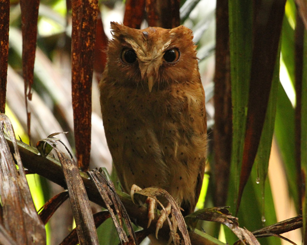 Serendip Scops Owl at Sinharaja Rain Forest, Sri Lanka - A WalkWithJith tour